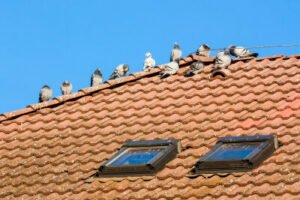 ניקוי צואת יונים